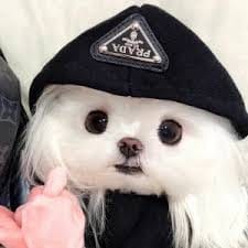 Trần Văn Tuấn